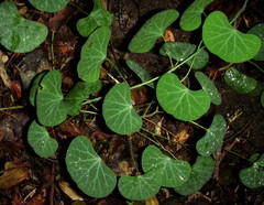 Cissampelos torulosa