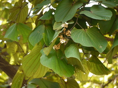 Piliostigma foveolatum