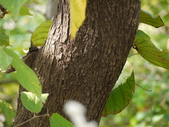 Piliostigma foveolatum