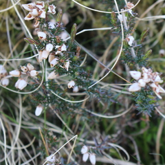 Erica cinerea