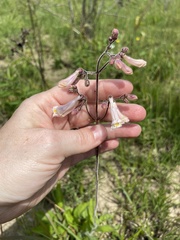 Penstemon tenuiflorus