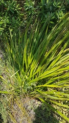 Dianella latissima