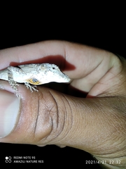 Anolis ustus
