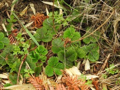 Fragaria hayatae
