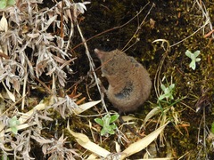 Pseudosoriculus fumidus