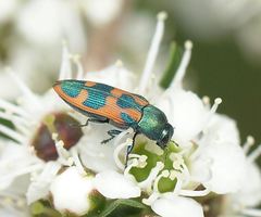Castiarina hilaris