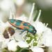 Castiarina hilaris - Photo (c) Reiner Richter, some rights reserved (CC BY-NC-SA), uploaded by Reiner Richter