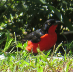Laniarius erythrogaster