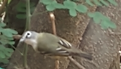 Vireo solitarius