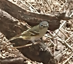Vireo solitarius