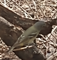Vireo solitarius