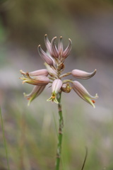 Aloe myriacantha
