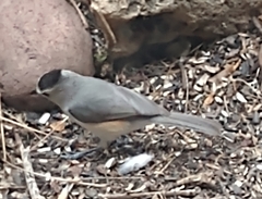 Baeolophus atricristatus