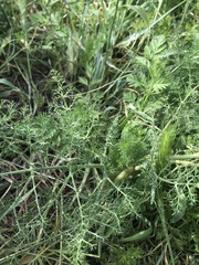 Foeniculum vulgare