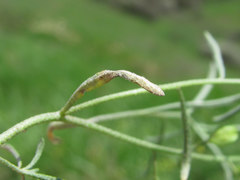 Peronospora menioci