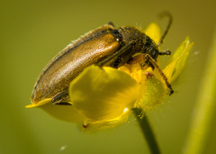 Cortodera
