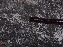 Leptogoniulus sorornus