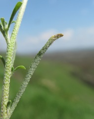 Peronospora menioci