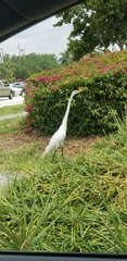 Ardea alba