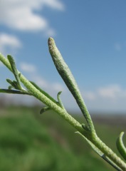 Peronospora menioci