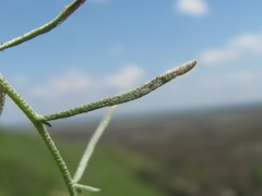 Peronospora menioci