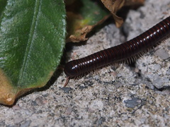 Leptogoniulus sorornus