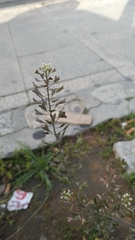 Capsella bursa-pastoris