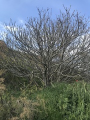 Ficus carica