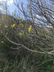 Ficus carica