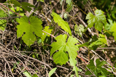 Vitis girdiana