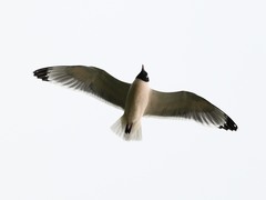 Leucophaeus pipixcan