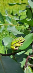 Dendropsophus molitor