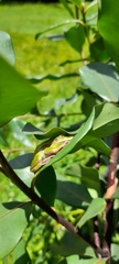 Dendropsophus molitor