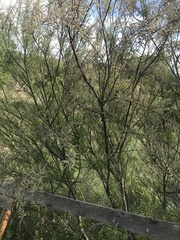 Tamarix gallica