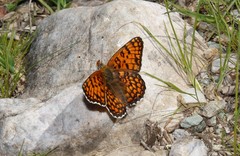 Melitaea ornata