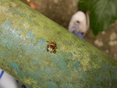 Carrhotus xanthogramma
