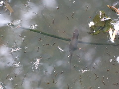 Lissotriton vulgaris