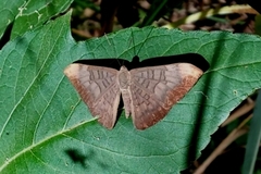 Emesis fastidiosa
