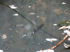 Lissotriton vulgaris