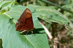 Emesis fastidiosa