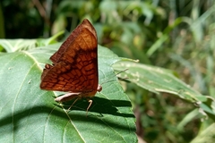 Emesis fastidiosa