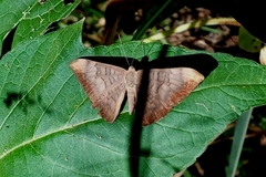 Emesis fastidiosa