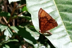 Emesis fastidiosa