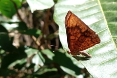 Emesis fastidiosa
