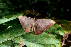 Emesis fastidiosa