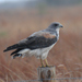 White-tailed Hawk - Photo (c) Nick Moore, some rights reserved (CC BY-NC), uploaded by Nick Moore