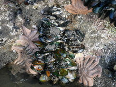 Stichaster australis