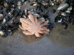 Stichaster australis