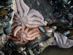 Stichaster australis