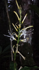 Dracaena reflexa image